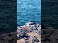 Marine Iguanas Warming Up on the Rocky Cliff in the Galapagos