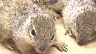 Greenwood Wildlife Annual Video - 2015