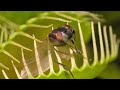 venus flytrap ജീവശാസ്ത്ര രഹസ്യങ്ങൾ malayalam explanation video