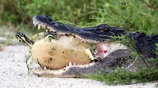 15 Times Wild Crocodile Attacks Caught On Camera