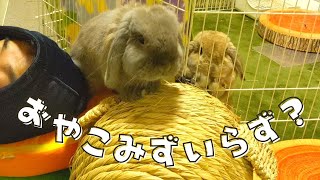 【事実】うさぎはいつだって飼い主の上を行くのです。〜ホーランドロップみかん＆らいむ