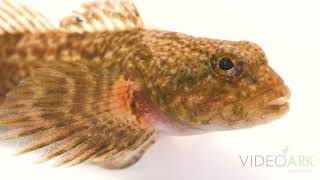 A Blue Ridge sculpin (Cottus caeruleomentum) at the Aquatic Wildlife Conservation Center in Virginia