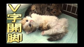 【猫好き】Ｖ字開脚！（ラガマフィン）《funny cats》