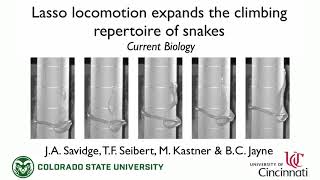 A New Mode of Snake Locomotion / Curr. Biol., Jan. 11, 2021 (Vol. 31, Issue 1)