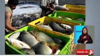 Iran Khuzestan province, Fish farming pool استخر پرورش ماهي استان خوزستان ايران