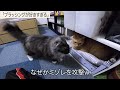 にゃんこ3きょうだい日記 95 diary of 3cats apr.18 24 2022