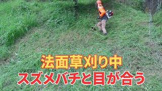 法面の草刈り中スズメバチと目が合う！午後から草刈り汗だく