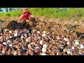 wow amazing! a female fisherman Harvest duck eggs and catch snails a lot at field by best hand