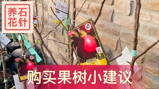 购买果树的一些小建议 - fruit trees