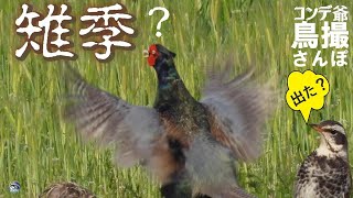 コンデジ鳥撮散歩　キジのシーズン到来？　兵庫県・北播磨