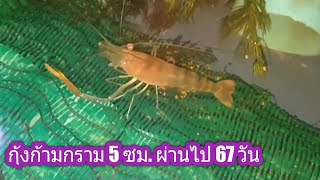 เลี้ยงกุ้งก้ามกราม 5cm ผ่านไป 67วัน