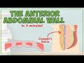 The Anterior Abdominal Wall