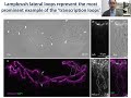 bioessays lampbrush chromosome studies in the post genomic era