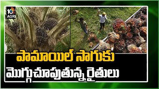 పామాయిల్ సాగుకు మొగ్గుచూపుతున్న రైతులు | Palm Oil Farming | Matti Manishi | 10TV News