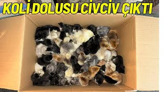 YENİ CİVCİVLER ÇIKTI - BU KADAR BEKLEMİYORDUM