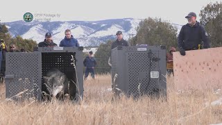 Colorado wolf reintroduction reaches one year mark