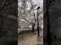 さくら 桜開花状況 犬のいる暮らし dog