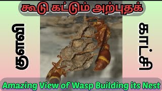 குளவி கூடு கட்டும் அற்புதக் காட்சி | Amazing View of Wasp Building its Nest | #shorts