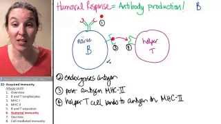 Acquired Immunity 6- Humoral immunity