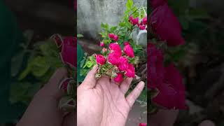 ரோஸ் செடிக்கு தினம் தினம் இந்த மாதிரி உரம் குடுங்க #shorts #shortvideo #trending #short #fertilizer