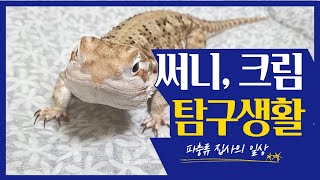 써니, 크림 탐구생활 (feat. 우리집 파충류 가족 이야기)