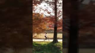 가을 그리고 브롬톤 Autumn in Korea and Brompton