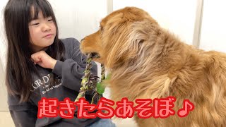 寝起きの姉をつかまえて、全力で遊ぶことを要求する大型犬クッキー【ゴールデンレトリバーとミニチュアダックスフンド】