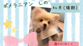 ポメラニアン　しの　　4ヶ月　歯がカユくてイライラ！