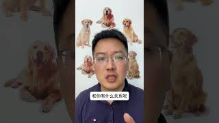 养狗的人最不喜欢听的六句话 狗狗 萌宠好物 养狗人 新手养狗 养狗经验分享