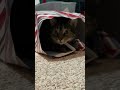 cats love wrapping paper