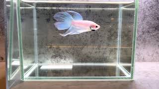 betta    ベタ　ベールテール　乳白色系　オス