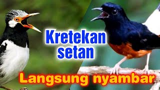 Masteran murai batu, Therapy insting dengarkan kretekan setan kombinasi Tembakan rapat.