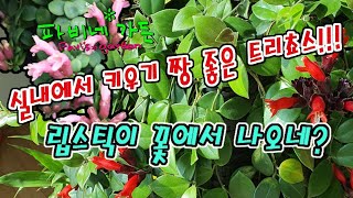 14 트리쵸스를 소개합니다~