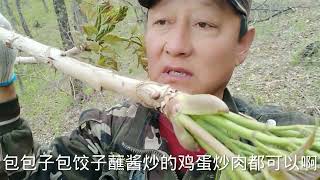 山野菜之王刺嫩芽，不大不小刚刚好，今天运气不错，采了三十了斤 #赶山  #大山里的原生态  #农村生活  #真实户外