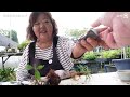 plum bonsai potted up in autumn. bonsai q