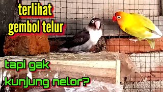 how to deal with lovebird sires that look like eggs but never lay eggs