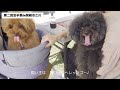 【フードフェス】愛犬と行ったらガチ凄い人に会っちゃった！トイプードル