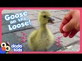 Who Will Help This Baby Goose Find His Family? | Dodo Kids | Rescued!