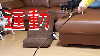 #415 黒豆くん必死に運動する【看板犬チワワ】