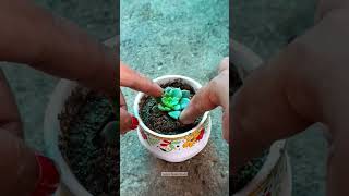 Succulent grow in a broken cup🤩 #succulent #gardening #growingtips #greenworld