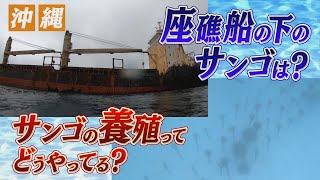 座礁船から養殖サンゴまで　沖縄サンゴ観察【2023年8月号 vol.2】