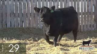 Pheasantdale Cattle Company | Transcon's 2023 Simmsational Sale | Lot 29