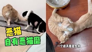 桃子的流浪猫  38  一物降一物，恶猫自有恶猫磨！