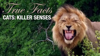 True Facts: Cats' Killer Senses