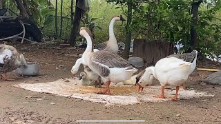 Goose feeding and swimming ក្ងានងូតទឹកនិងសុីចំណី