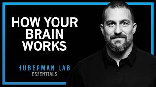 How Your Brain Works & Changes | Huberman Lab Essentials