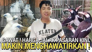 SAINGAN HARGA ! PASAR TIDAK SEPERTI DULU HARGA JALAK SEMAKIN MEROKET DI PASAR BURUNG PRAMUKA