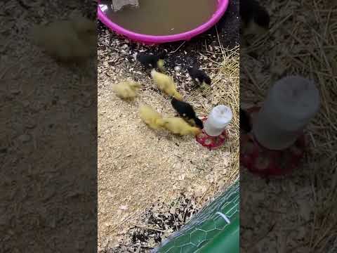 Baby Ducks Youtube