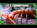 VENOMOUS TIGER CENTIPEDE! Secrets of the Desert Mountains