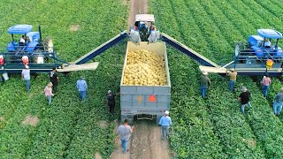 How American Farmers Harvest Thousands Of Tons Of Fruits And Vegetables #2